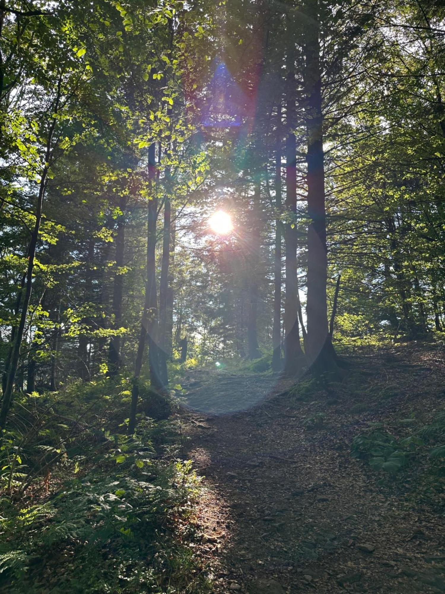 Bergwelt Kandel Hotel & Eventlocation Waldkirch Exteriör bild